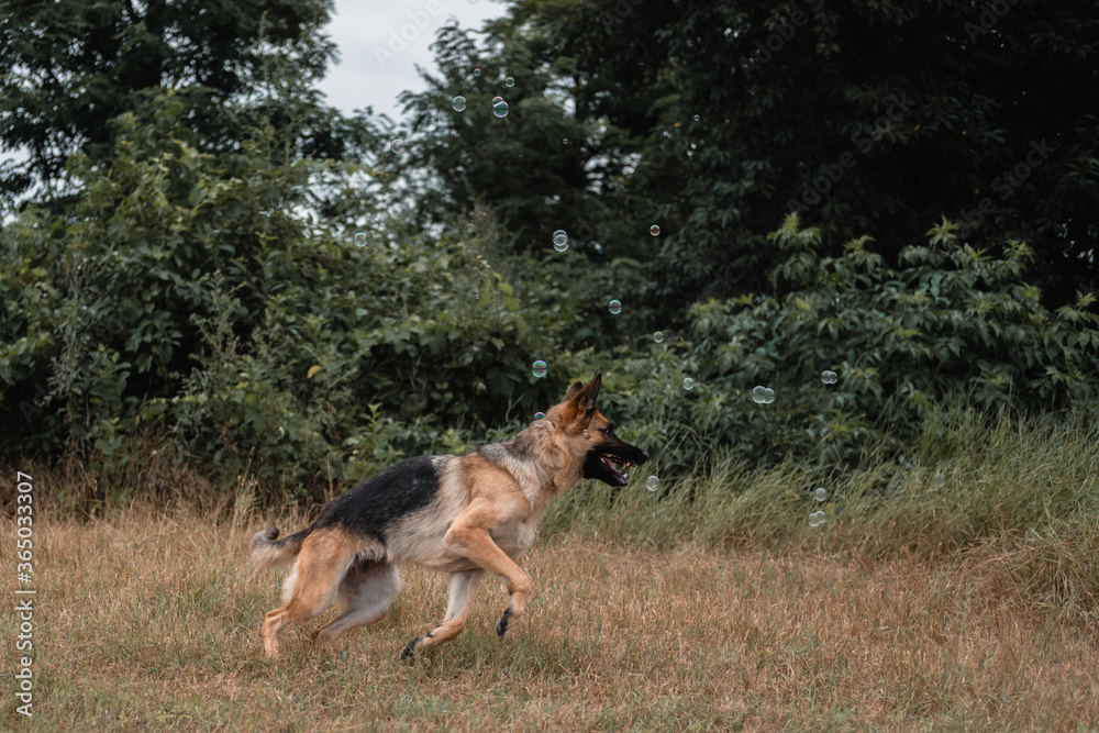 A German shepherd plays with soap bubbles. The dog catches soap bubbles with its mouth, games with the dog in nature, in the fresh air. Active German shepherd. A German shepherd plays with soap bubbles. The dog catches soap bubbles with its mouth, games with the dog in nature, in the fresh air. Active German shepherd.