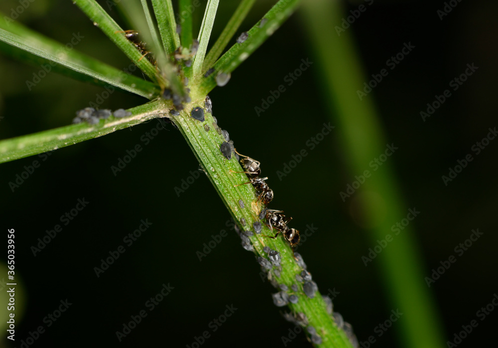 brown farmer ants serve field aphids as their herd on green stems against a black background