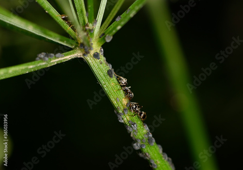 brown farmer ants serve field aphids as their herd on green stems against a black background