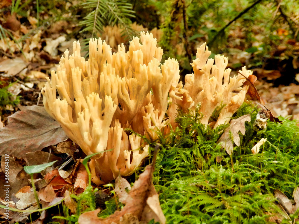 Ramaria stricta aka Strict Branch Coral, found in the debris of a forest floor Ramaria stricta aka Strict Branch Coral, found in the debris of a forest floor