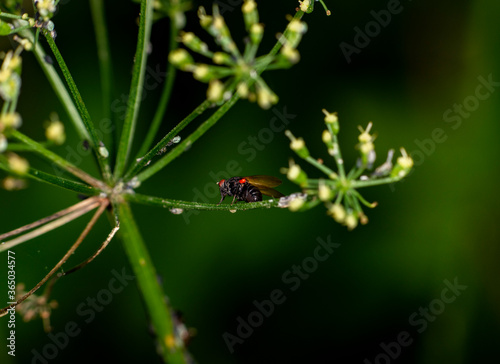 a dark fly perches on a green stem