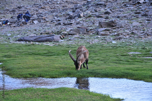 Wild mountain goats and calfs, Sierra Nevada National Park, Andalusia, Granada