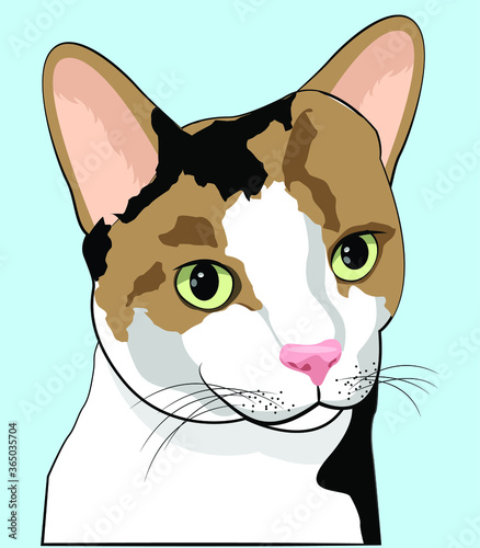 Domestic Calico Cat 