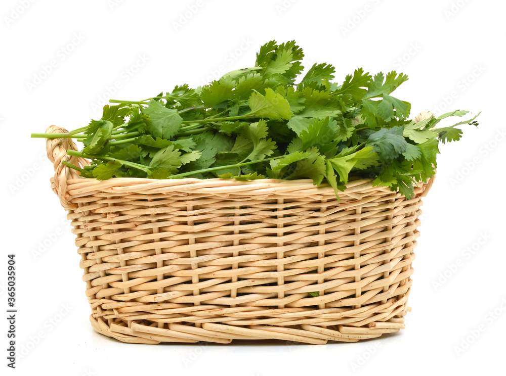 green leaves of parsley in basket isolated on white background green leaves of parsley in basket isolated on white background