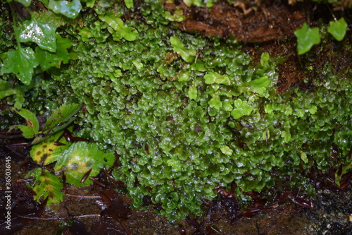 Crescent-cup liverwort green plant (Lunularia cruciata) photo