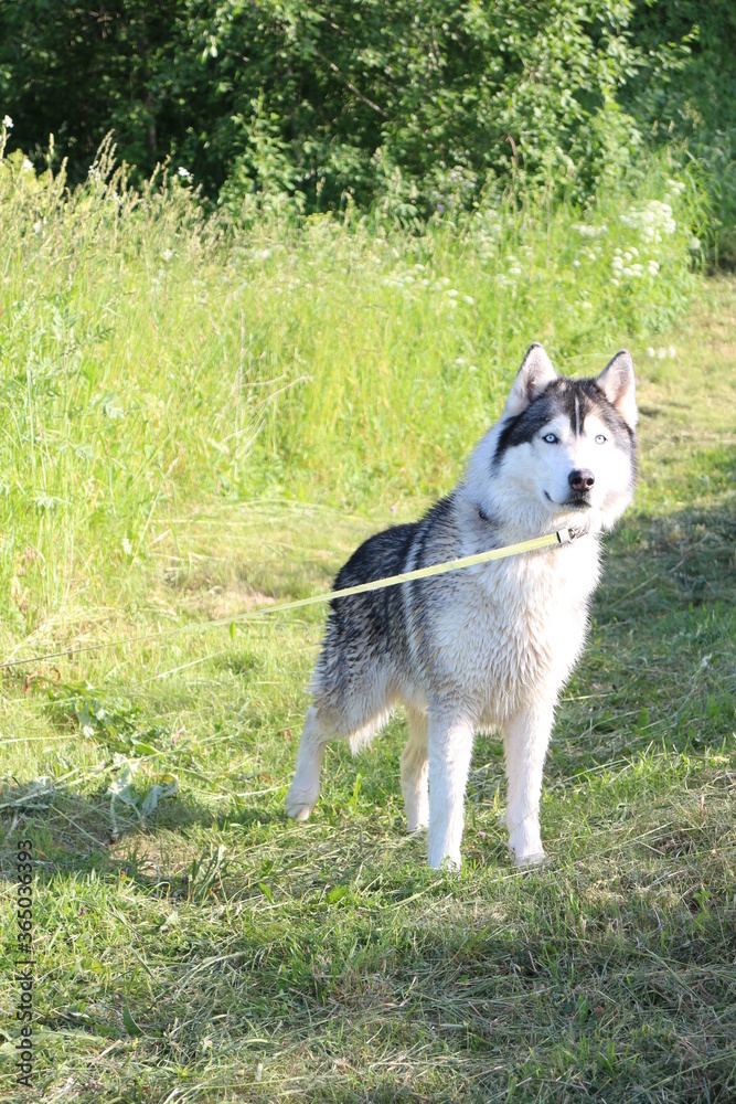 big husky dog ​​standing on the grass