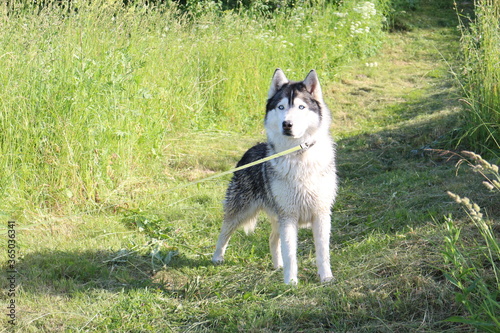 big husky dog       standing on the grass