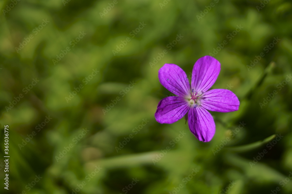Background with marsh cranesbill flowers, Geranium palustre Background with marsh cranesbill flowers, Geranium palustre