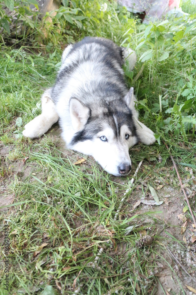 big husky dog lying on the grass