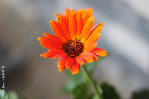 Gerbera daise photo