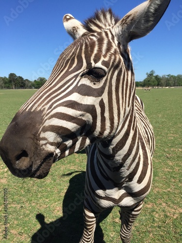 zebra in a field or pasture