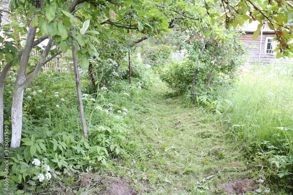 Mown grass and path in summer in the village Mown grass and path in summer in the village