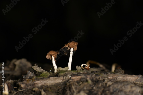 brown mushrooms after rain on a green stump on a black background