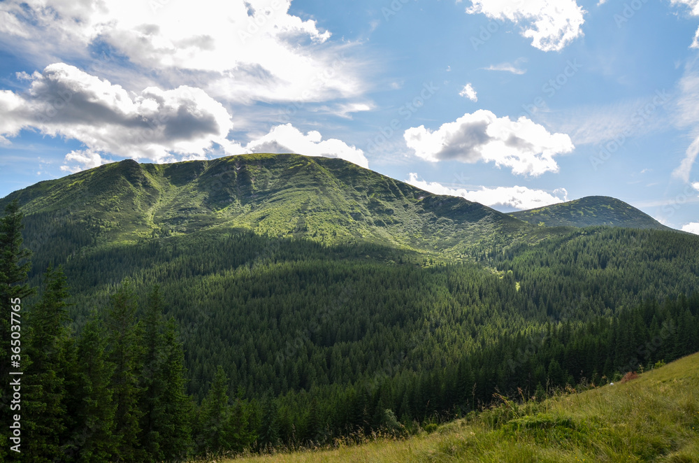 The peaks of the Carpathian Mountains on a summer day. Mountain ranges covered with forests under blue sky with clouds, Ukraine. The peaks of the Carpathian Mountains on a summer day. Mountain ranges covered with forests under blue sky with clouds, Ukraine.