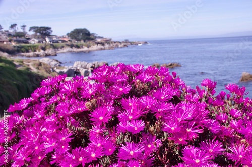 flowers on the coast