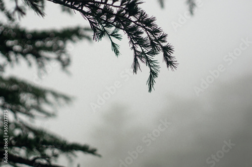 Foggy winter shoot showing deciduous, fir christmas trees with pointy leaves slowly fading off into the distance in fog photo