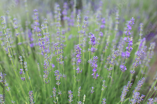 Field of Lavender, Lavandula angustifolia, Lavandula officinalis. Lavender in bloom, close up