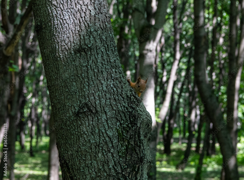 Obraz premium red squirrel sitting on a tree trunk waiting for nuts