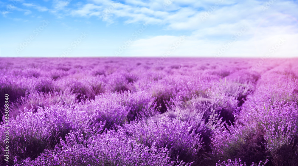 Beautiful view of blooming lavender field under blue sky, banner design