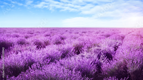 Beautiful view of blooming lavender field under blue sky  banner design
