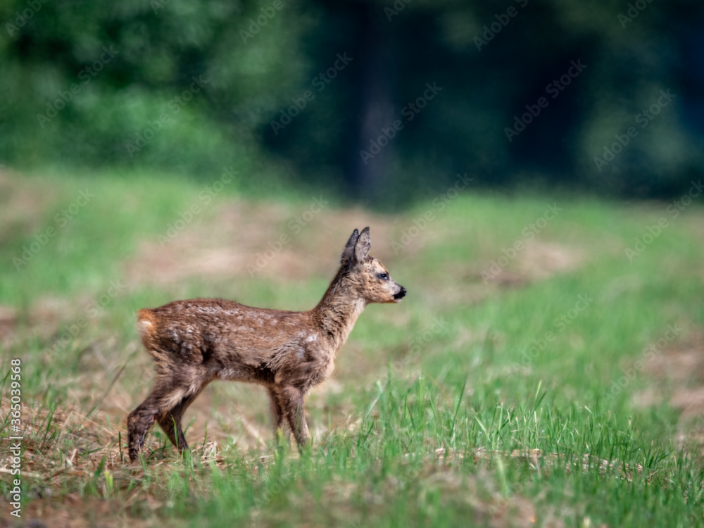 Sarna roe