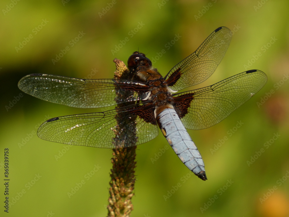 Broad-bodied chaser (Libellula depressa) - big blue dragonfly, Gdansk, Poland Broad-bodied chaser (Libellula depressa) - big blue dragonfly, Gdansk, Poland