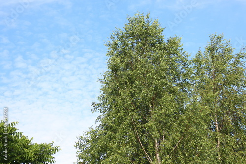 Treetops against the background of the summer sky