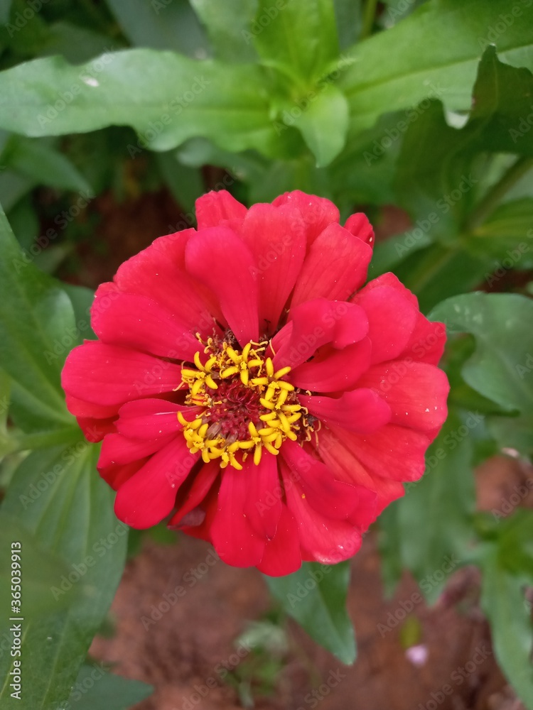 red Zinnia flower red Zinnia flower
