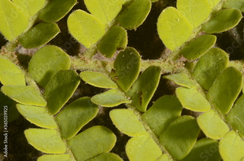 Macro of a yellowish green branch