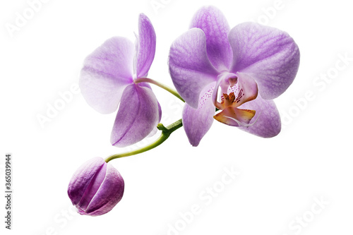 Beautiful orchid flower on a white background  .