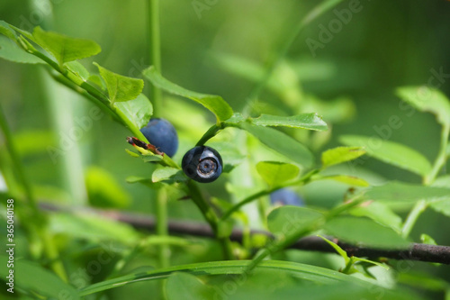 Ripe blueberries on a branch