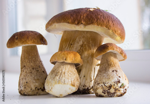 beautiful mushrooms mushrooms on the windowsill
