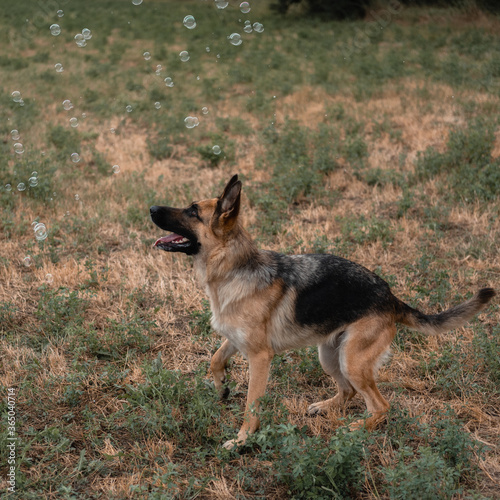 A German shepherd plays with soap bubbles. The dog catches soap bubbles with its mouth  games with the dog in nature  in the fresh air. Active German shepherd.