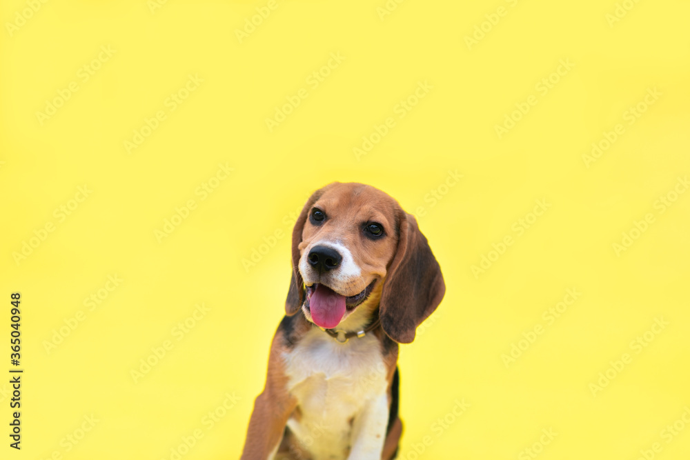 Portrait of red young beagle puppy on the yellow background. Copy space.