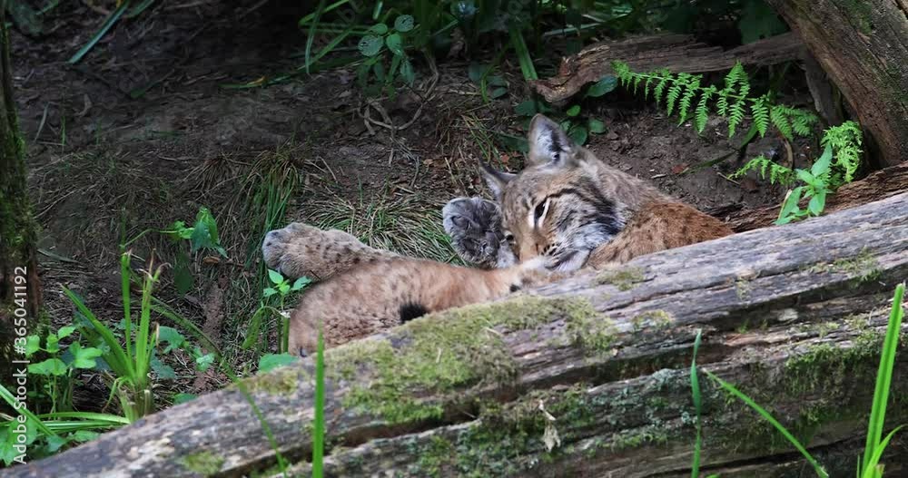 Baby lynx playing in the forest Baby lynx playing in the forest