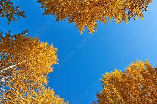 Bright yellow aspen leaves against a blue sky near Mount Hood in Oregon. View up.