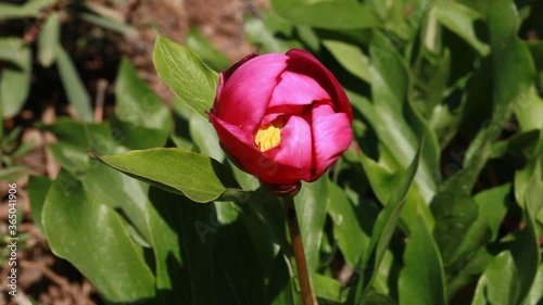 Paeonia broteri Boiss photo