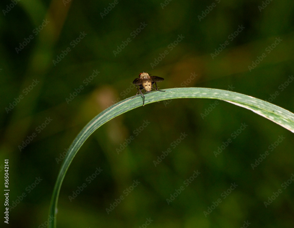striped brown fly sits on a green plant stem striped brown fly sits on a green plant stem
