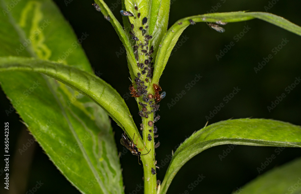 brown farmer ants serve field aphids as their herd on green stems against a black background brown farmer ants serve field aphids as their herd on green stems against a black background
