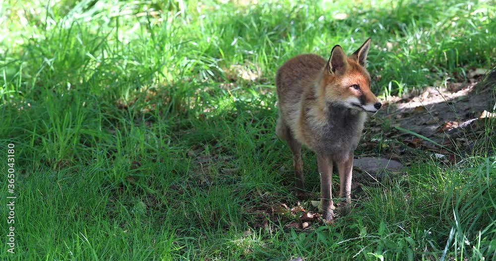 Red fox in the forest Red fox in the forest