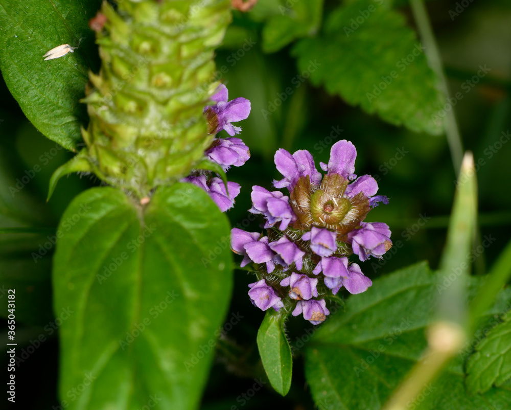 beautiful wild flowers close-up on a green background beautiful wild flowers close-up on a green background
