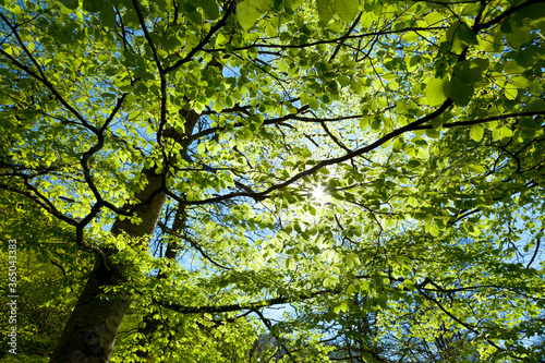 European Beech or Common Beech forest  Saja-Besaya Natural Park  Cantabria  Spain  Europe