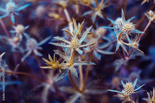 Eryngo blue flowers closeup. Prickly plant. Natural botanical background. Blue and yellow inflorescences and thorns
