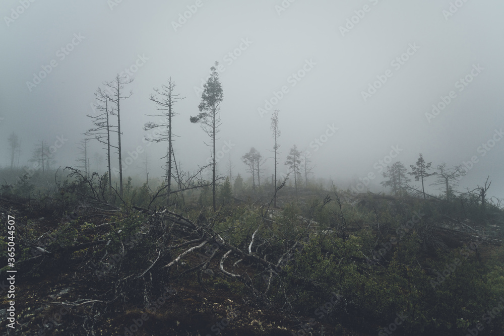 Fog in forest. Dark photo of fog at white night in Karelia. Fog in forest. Dark photo of fog at white night in Karelia.