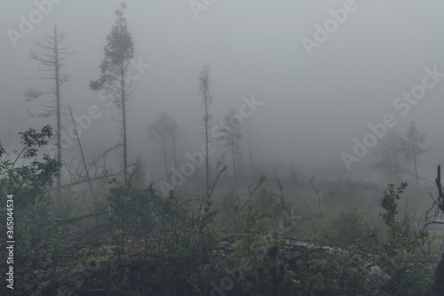 Fog in forest. Dark photo of fog at white night in Karelia. © Danil Nikonov