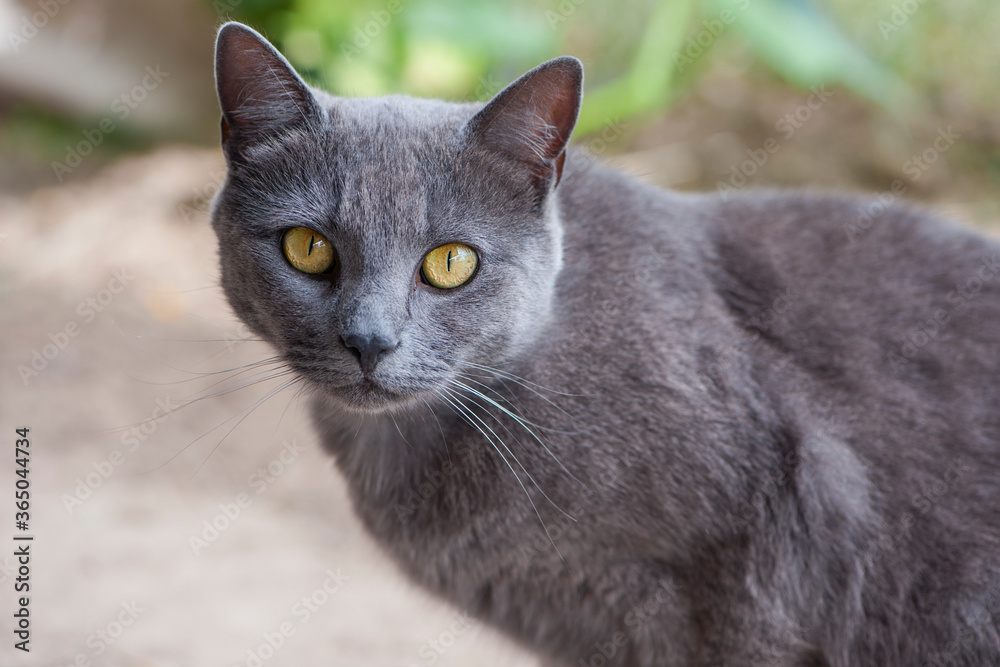 
close-up gray cat with yellow eyes