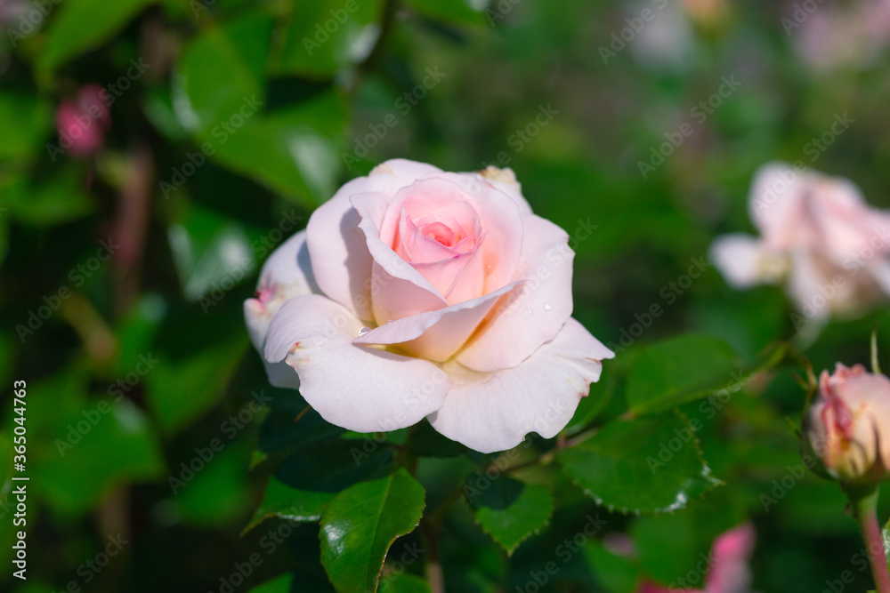 Delicate single rose. Soft pink flower on the background of green leaves. Macrophotography Delicate single rose. Soft pink flower on the background of green leaves. Macrophotography