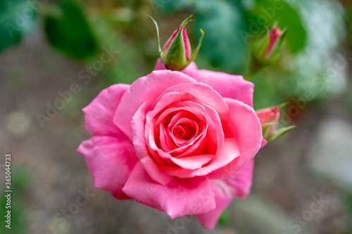 Fototapeta Naklejka Na Ścianę i Meble -  薔薇
