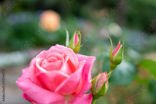 Fototapeta Naklejka Na Ścianę i Meble -  薔薇