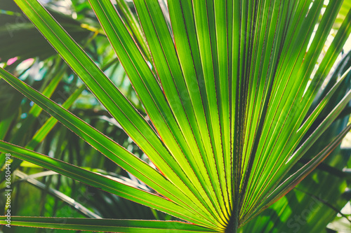 Silhouettes of palm leaves and sunlight. Fantastic light through the leaves. Natural background of palm leaves. Paradise holidays at the resort. Summer wallpaper